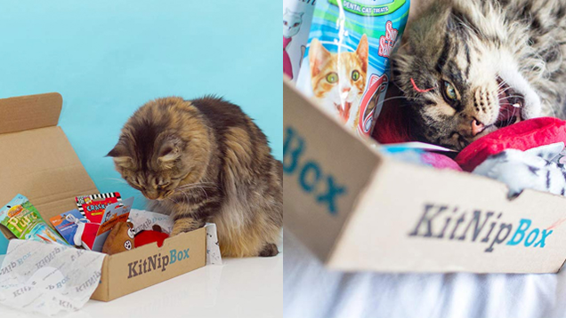 50% Off Your First KitNipBox | $10 | Amazon50% Off Your First Multi-Cat KitNipBox | $15 | Amazon